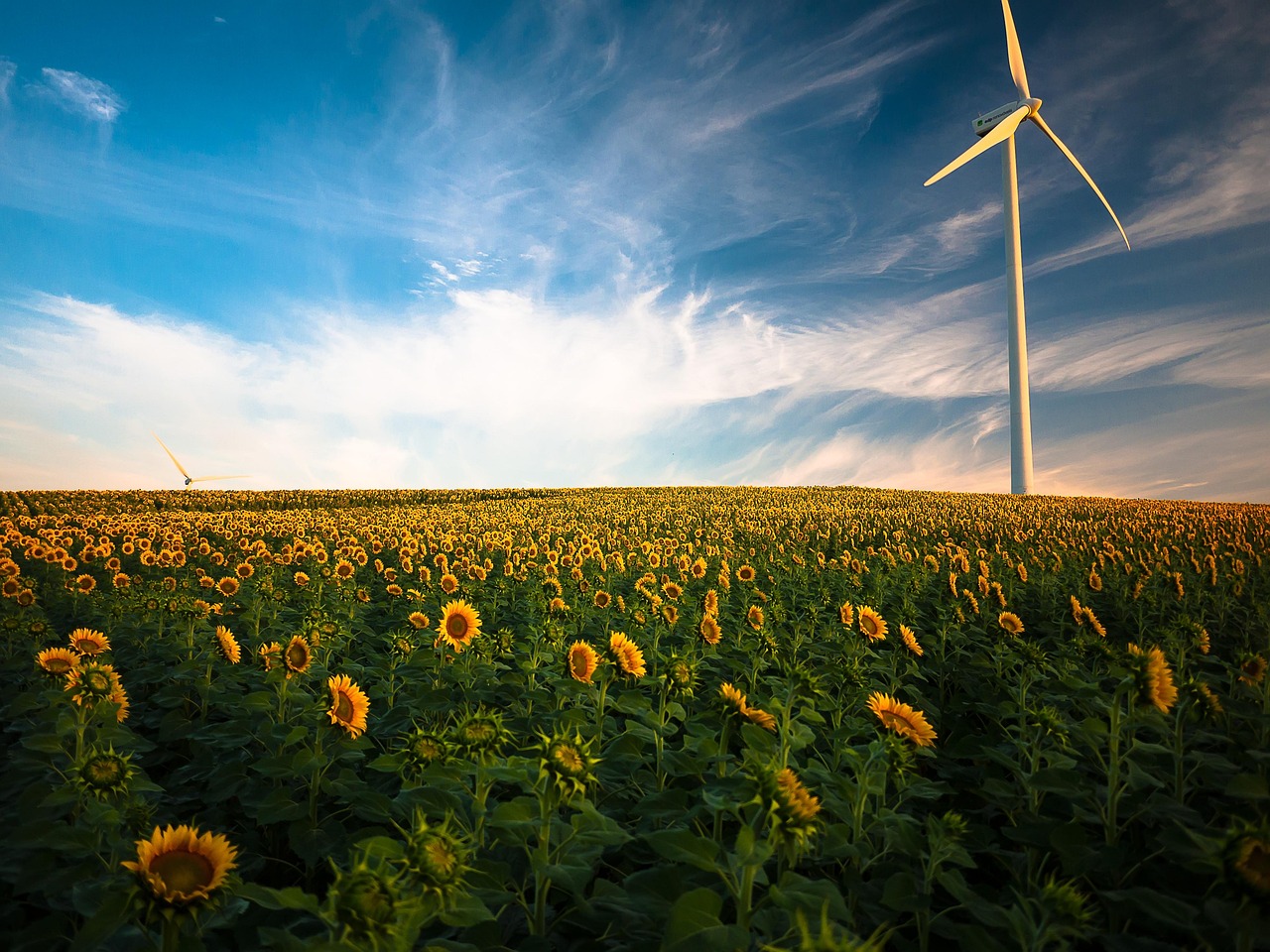sunflowers, windmill, field, farm, sunflower farm, wind turbine, agriculture, flower wallpaper, sunflower field, wind energy, renewable energy, wind power, clouds, beautiful flowers, flora, flower background, flowers, idyllic, nature, peaceful, plants, rural, sky